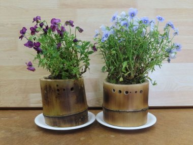 【6/1申込開始】竹の植木鉢を作ろう【姫路市自然観察の森】