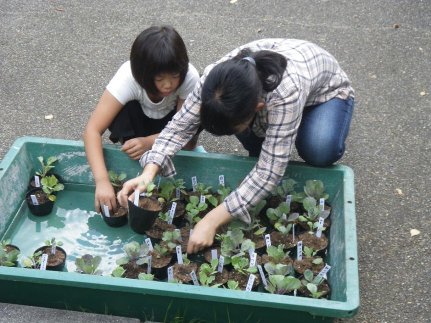 【要申込／先着順】葉ボタンを育てよう【国見の森公園】