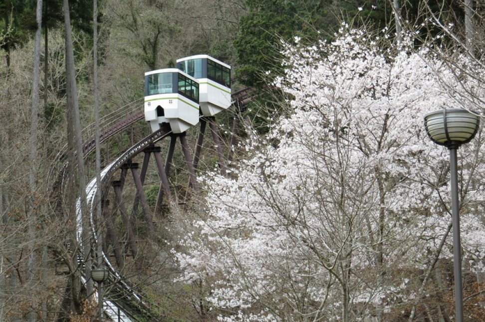 【要申込／先着順】園内の桜と藤を守ろう【国見の森公園】