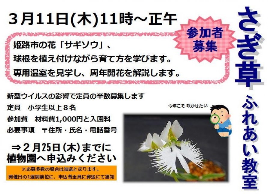 2/25まで参加者募集】市花さぎ草ふれあい教室【手柄山温室植物園