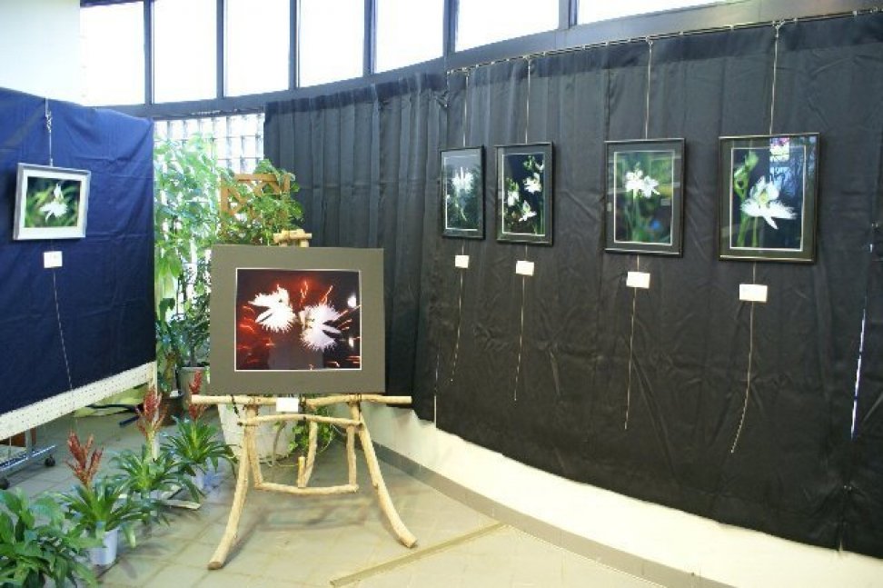 市花さぎ草写真展／写真募集中！（締切り9/19）【緑の相談所】