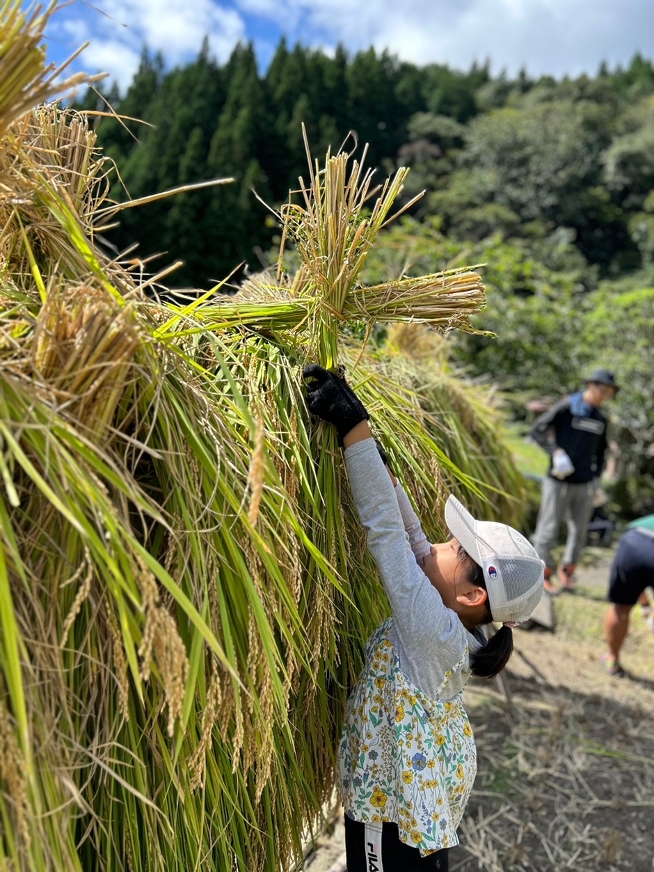 【事前予約制】名水の町、神河町で稲刈り体験