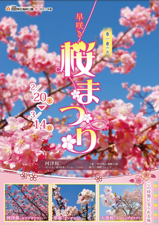 淡路市 早咲き 桜まつり 淡路島 国営明石海峡公園 クルールはりま