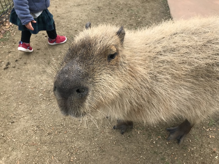 海が一望できる 赤穂海浜公園 遊園地がある 動物ふれあい村がある オートキャンプ場もあるんです