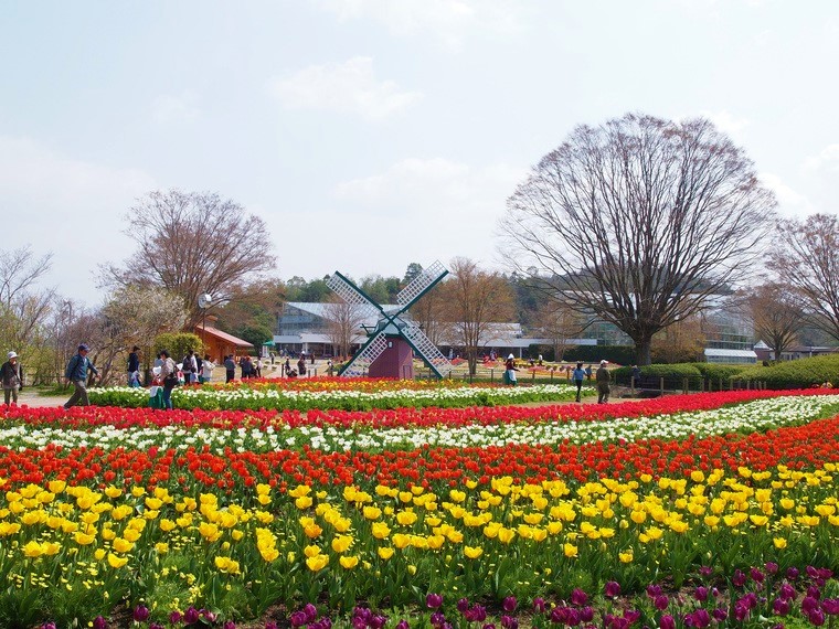 加西 県立フラワーセンター 16万本のチューリップは今が見ごろ 毎日イベントも盛りだくさん クルールはりま