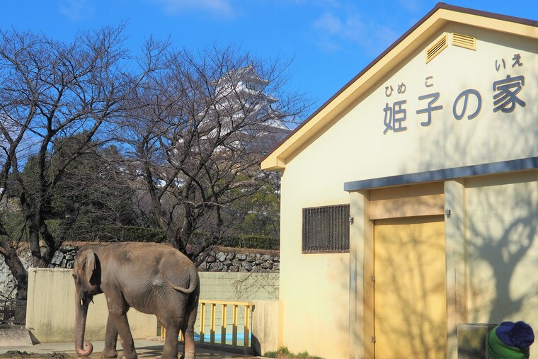 姫路城のおとなり 姫路市立動物園 スリル満点の観覧車にゾウの姫子 近くに駐車場もあって