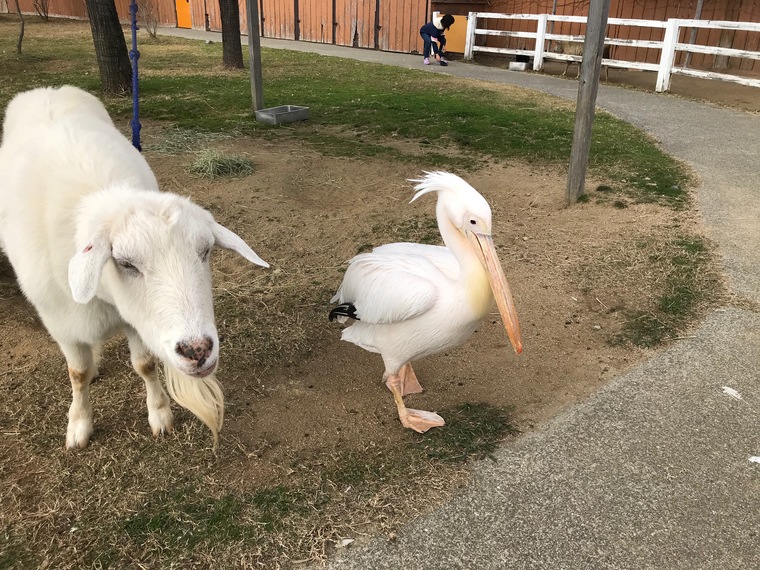 海が一望できる 赤穂海浜公園 遊園地がある 動物ふれあい村がある オートキャンプ場もあるんです