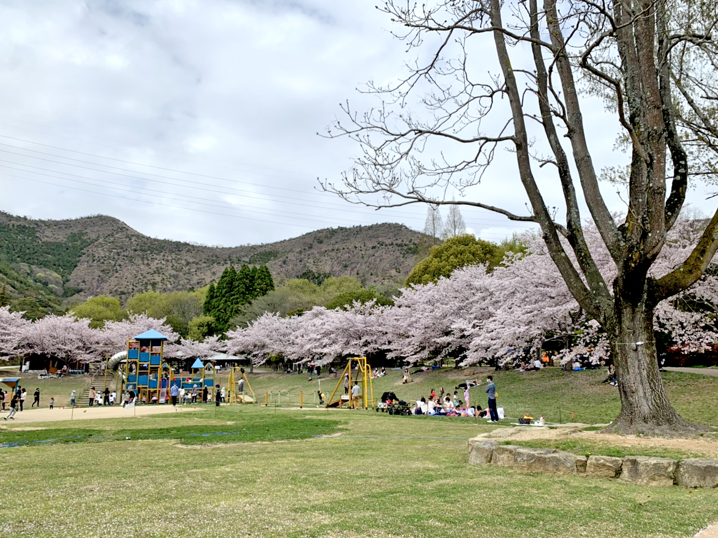 姫路・明石周辺】桜を見に行こう！地元ママおすすめの桜スポット 